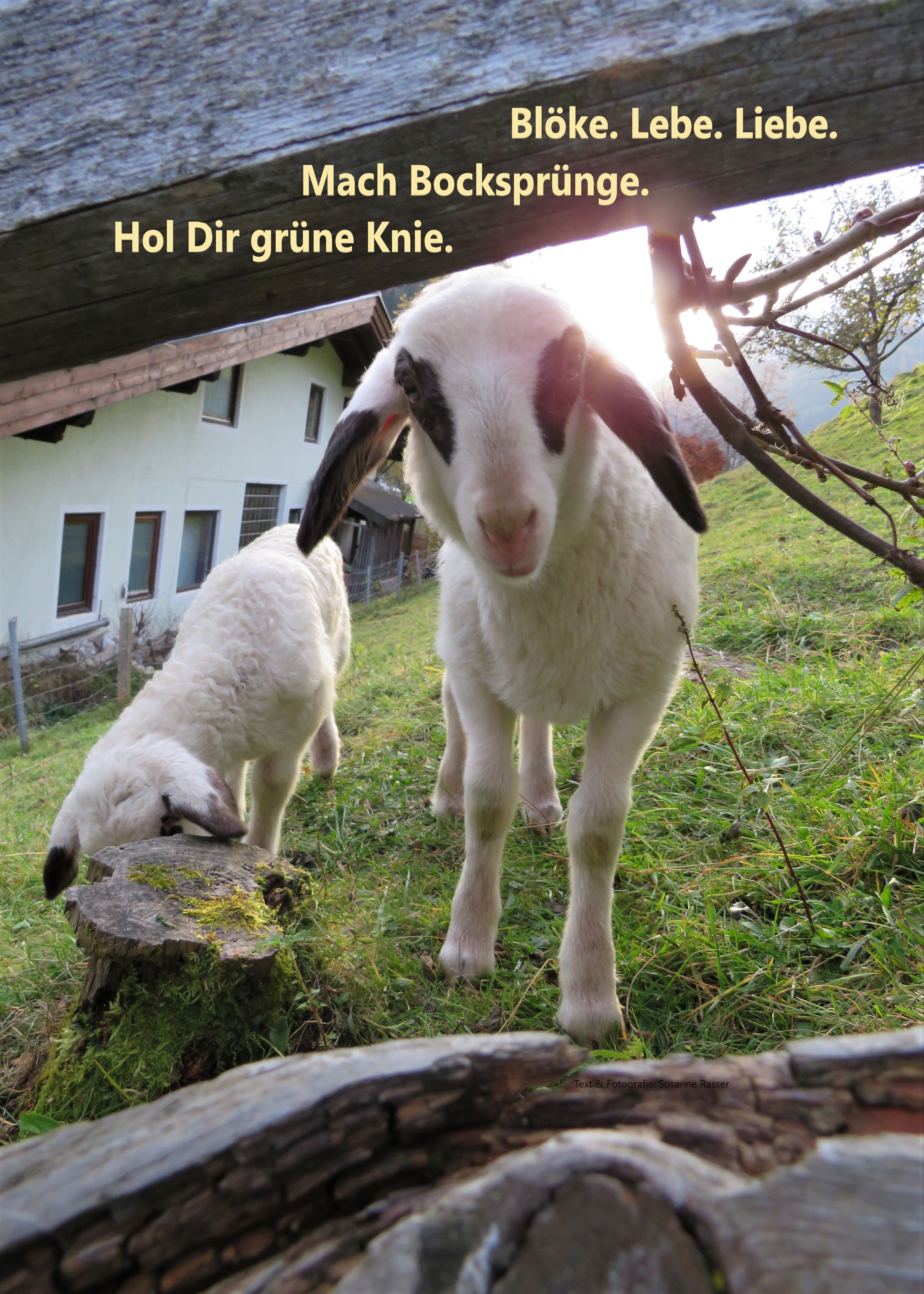 Schaf Ausstellung